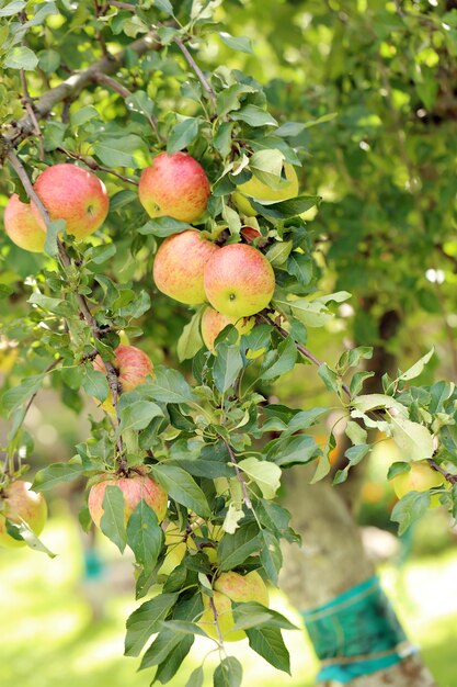 Manzanas en un árbol