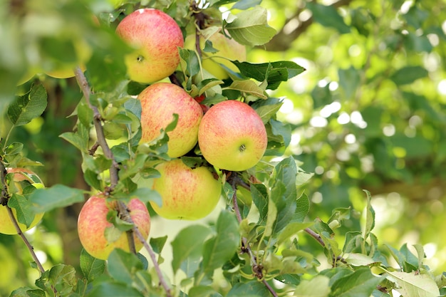 Foto gratuita manzanas en un árbol