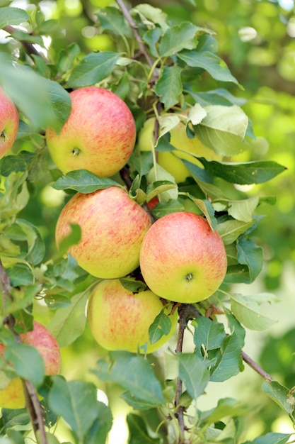 Manzanas en un árbol