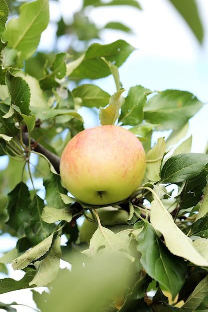 Foto gratuita manzanas en un árbol