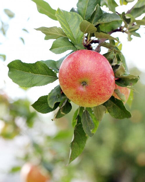 Manzanas en un árbol