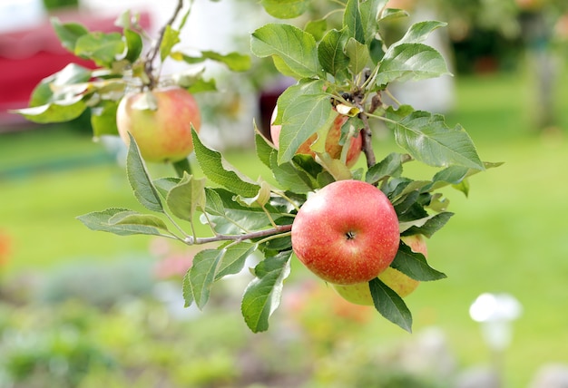 Manzanas en un árbol