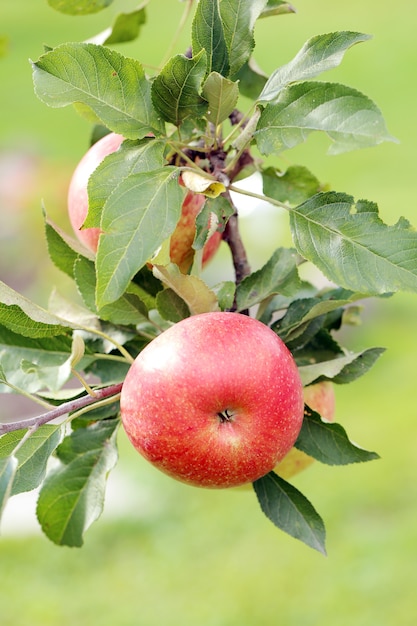 Manzanas en un árbol