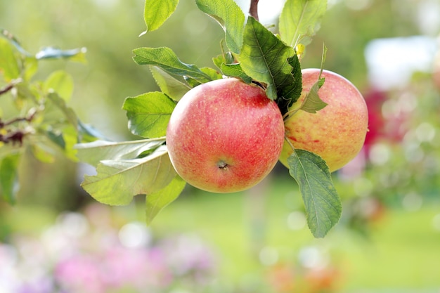 Foto gratuita manzanas en un árbol