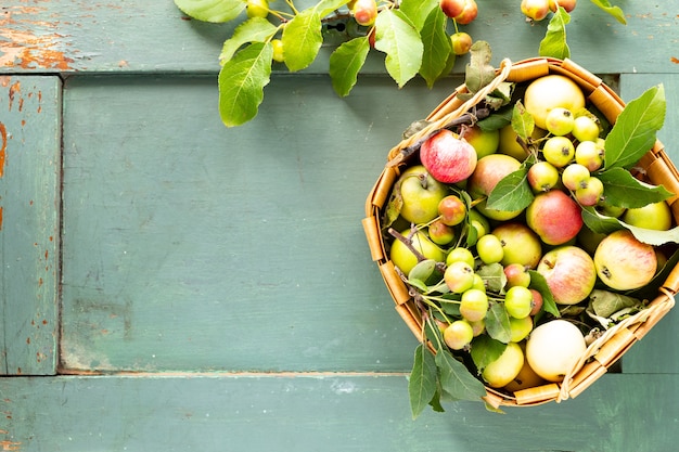 Manzanas frescas en una canasta en verde. Cosecha de otoño. Vista superior. Copie el espacio.