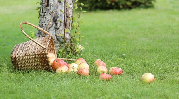 Manzanas en la hierba