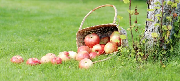 Manzanas en la hierba