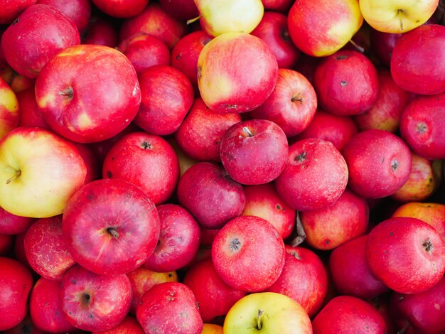 Manzanas rojas de cerca. granja para el cultivo de manzanas. muchas