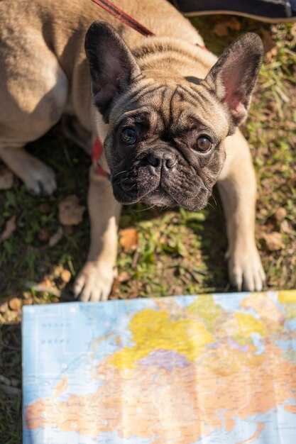 Mapa y perro lindo de alta vista