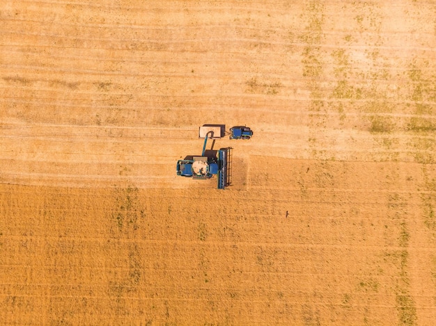 Máquina cosechadora trabajando en el campo Máquina cosechadora agrícola cosechando campo de trigo maduro dorado