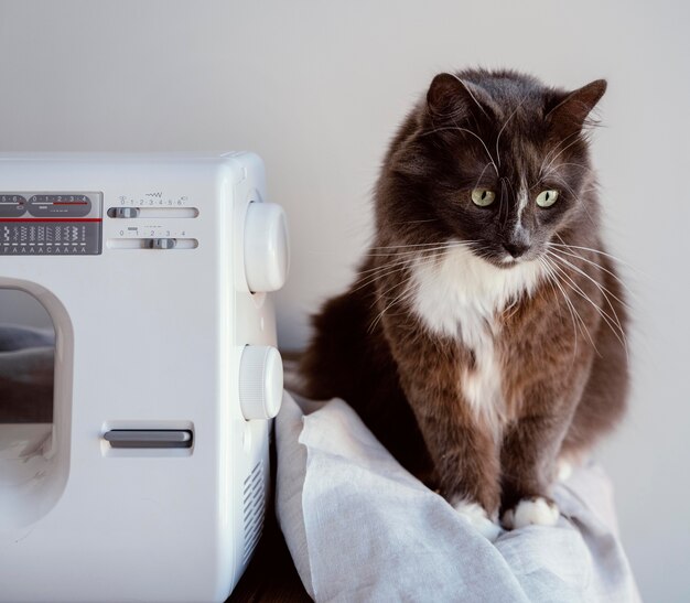 Máquina de coser y vista frontal del gato.
