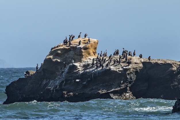 Mar ondulado y el cormorán negro de patas rojas en la colina rocosa