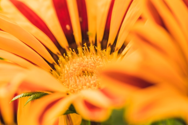 Maravillosa flor amarilla exótica