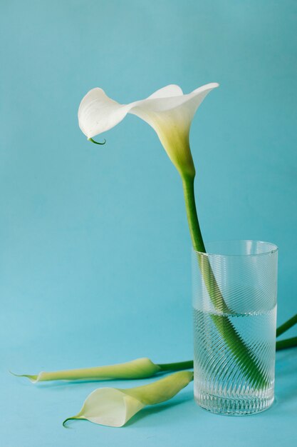 Maravillosa flor blanca en vaso con agua cerca de flores.