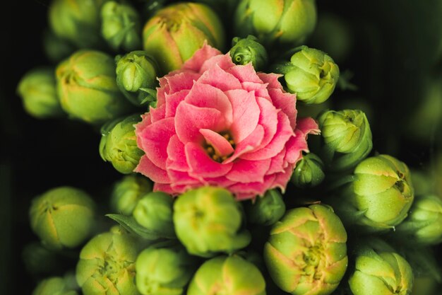 Maravillosa flor rosa exotica