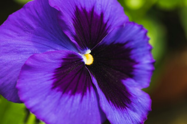 Maravillosa flor violeta exótica
