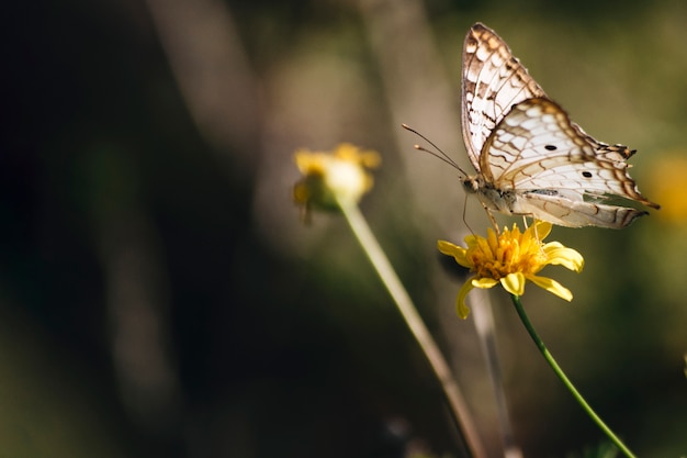 Maravillosa mariposa en flor