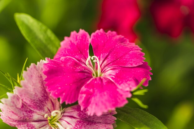 Maravillosa rosa flores frescas entre hojas verdes.