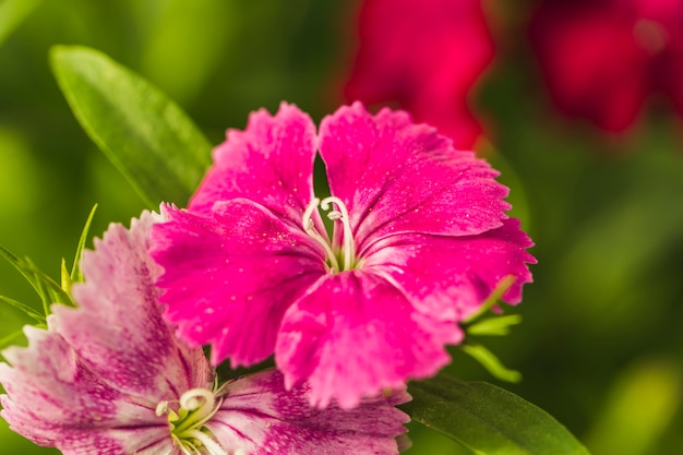 Maravillosa rosa flores frescas entre hojas verdes.