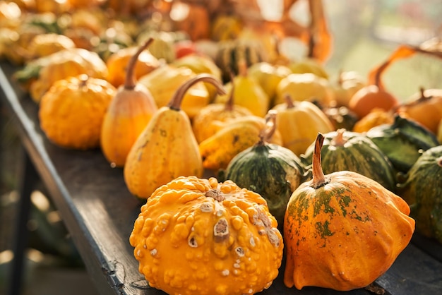 Foto gratuita maravillosas calabazas amarillas con verrugas en una mesa de madera en otoño vista desde arriba de varios pequeños