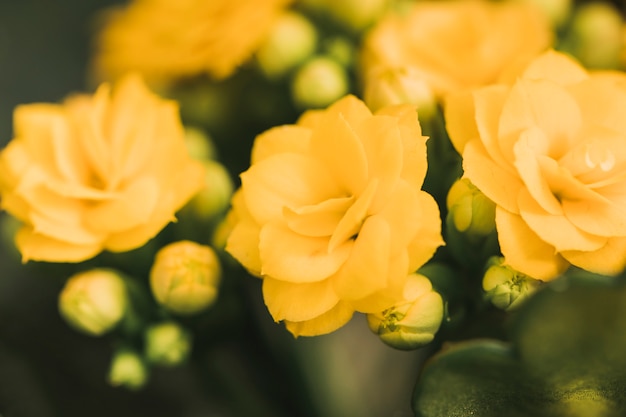 Maravillosas flores frescas de color amarillo