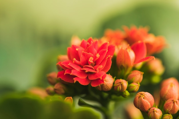 Maravillosas flores rojas exóticas