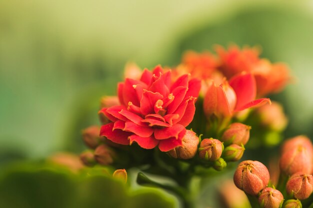 Maravillosas flores rojas exóticas