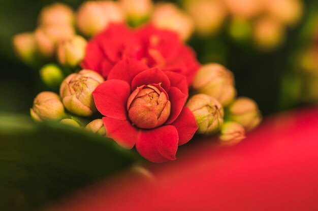 Maravillosas flores rojas frescas