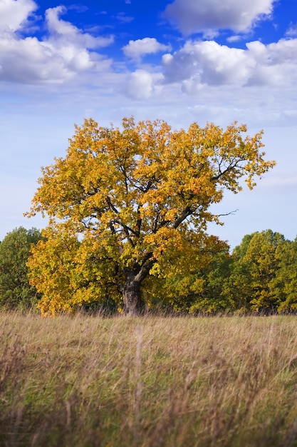 Un maravilloso árbol de otoño