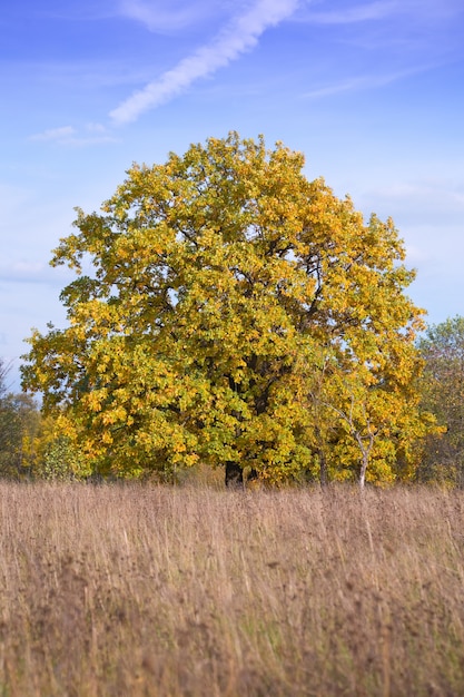 Un maravilloso árbol de otoño
