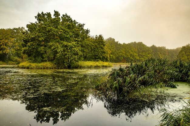 Maravilloso lago tranquilo rodeado de árboles y plantas.