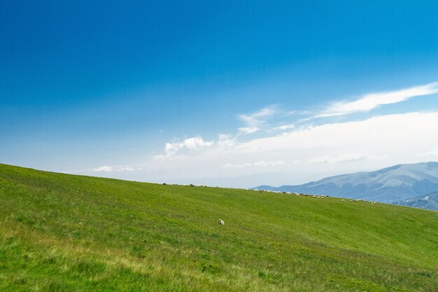 Maravilloso paisaje de montañas de los Cárpatos ucranianos.