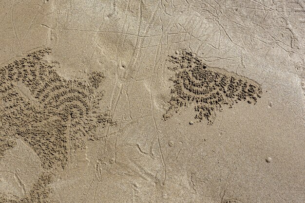 Marcas de cangrejo en la arena de la playa