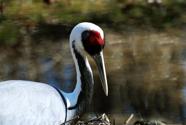 Marcas rojas alrededor del ojo de una grulla de nuca blanca.