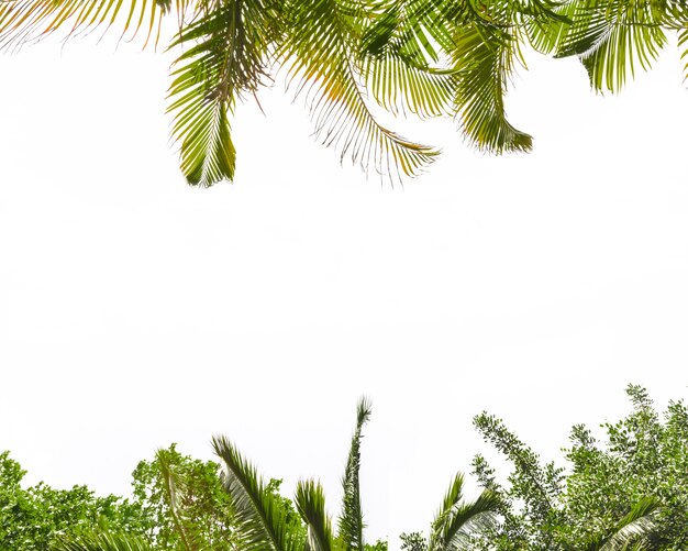 Marco en blanco blanco con hojas de árbol verde en los lados