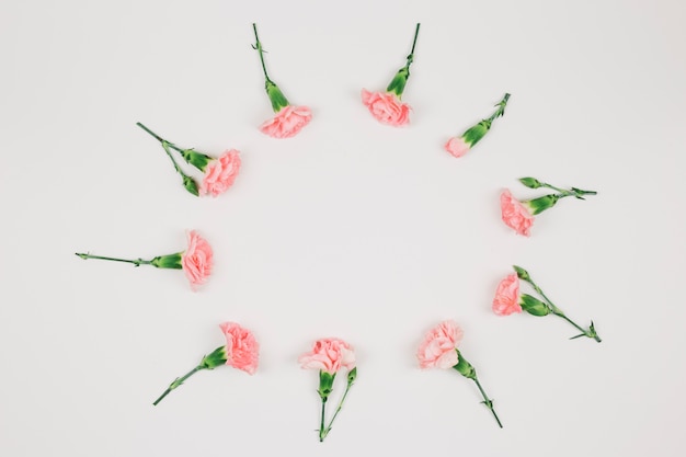 Marco circular de la flor de los claveles aislado en el fondo blanco