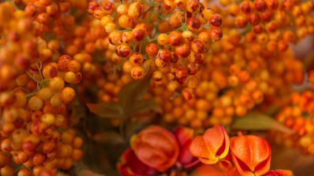 Marco completo de brillantes naranjas pequeñas flores