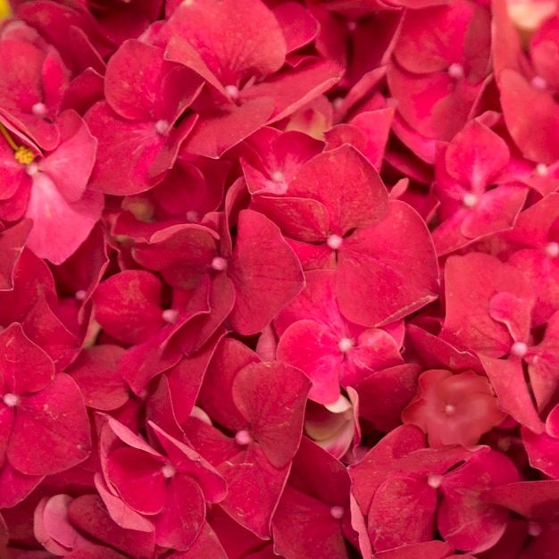 Marco completo de flores rojas de hortensia macrophylla