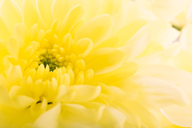 Marco completo de gerbera amarilla