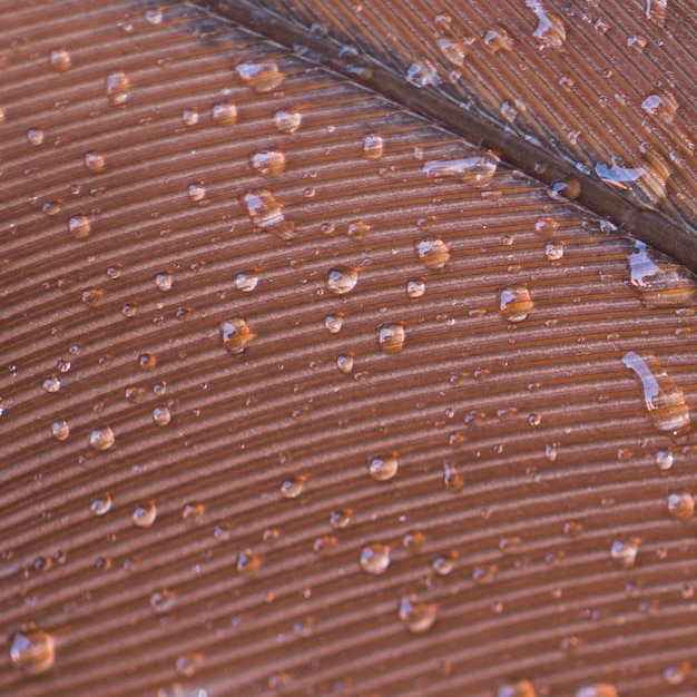 Marco completo de gotas de agua sobre la superficie de la pluma marrón