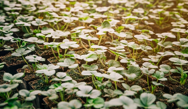 Marco completo de pequeñas plantas de plántulas verdes