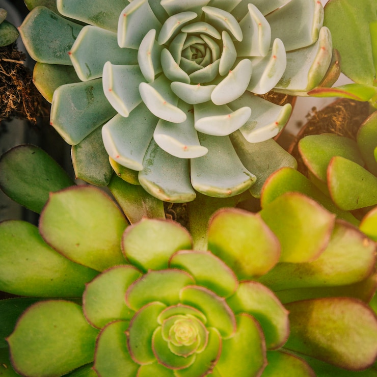 Foto gratuito marco completo de la planta suceverante de echeveria y aeonium.