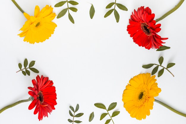 Marco de flores de gerbera y hojas verdes.