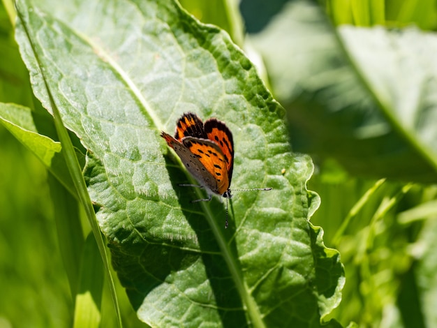 Marco foto de una mariposa sobre una hoja