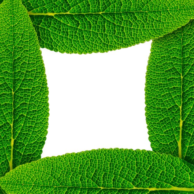Marco hecho de hojas verdes