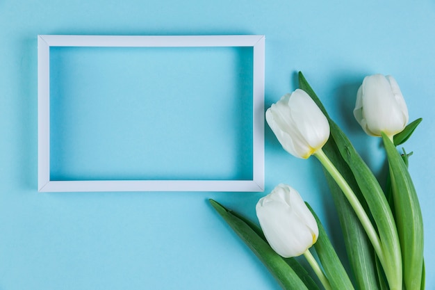 Marco vacío blanco con tulipanes frescos contra el fondo azul