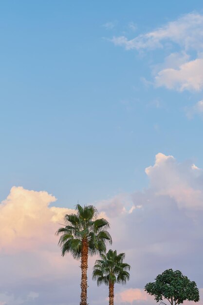 Marco vertical de una palmera contra un cielo azul con nubes una puesta de sol en la costa de Turquía una idea para un fondo o papel tapiz para una pantalla con espacio para texto