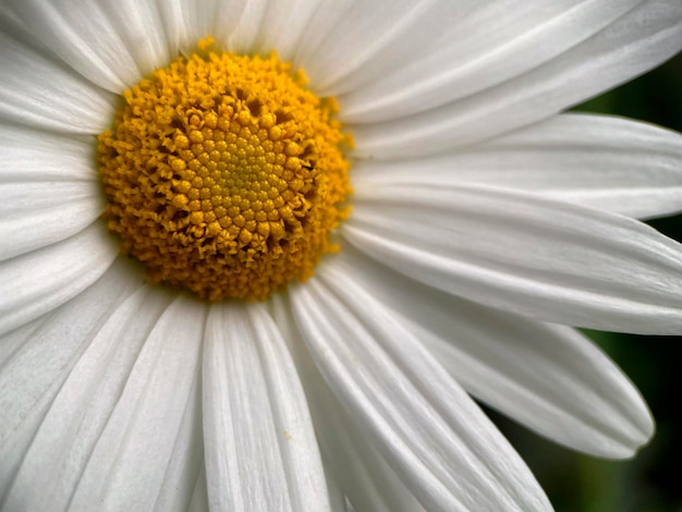 Foto gratuita una margarita blanca y amarilla con un centro amarillo.