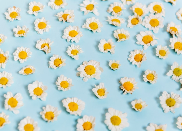 Margarita blanca flores sobre fondo azul