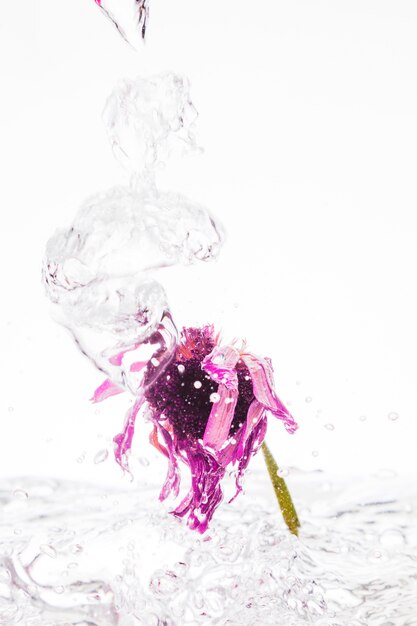 Margarita rosa cayendo al agua